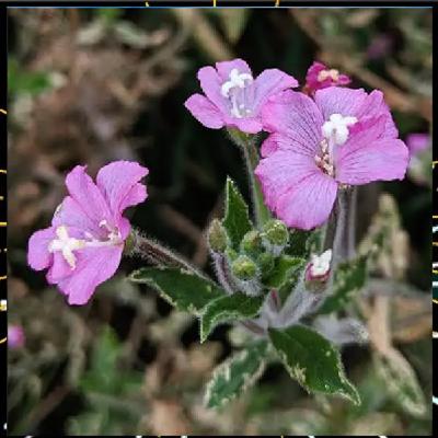 Au fil des plantes épi 4, L'Épilobe avec Alicia Bonnaud