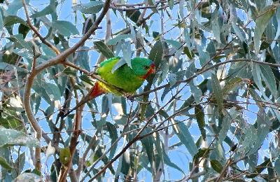 The Bird We Missed Seeing In Tassie – Is Visiting Us.
