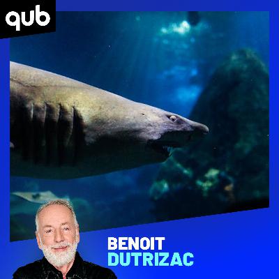 Aperçu sur la Basse-Côte-Nord: le requin vient de la… Floride!