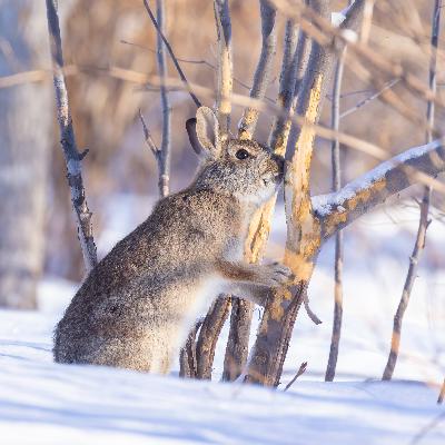 More Dormant Seeding Questions, Defending Plants Against Animals, When a Lilac Bush is Dead More Dormant Seeding Questions, Defending Plants Against Animals, When a Lilac Bush is Dead