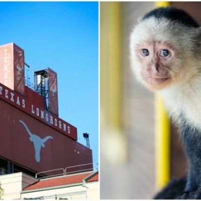 Allergic to Monkey Business