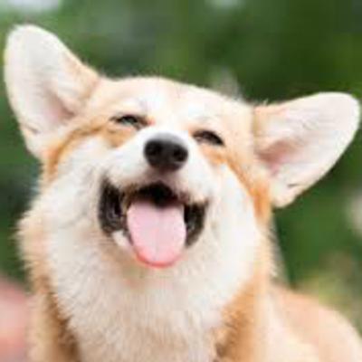 Celtic Lullabies: Dreamscapes for Restful Pet Slumber