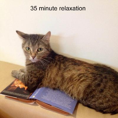 Relax to the Sound of a Cat Purring