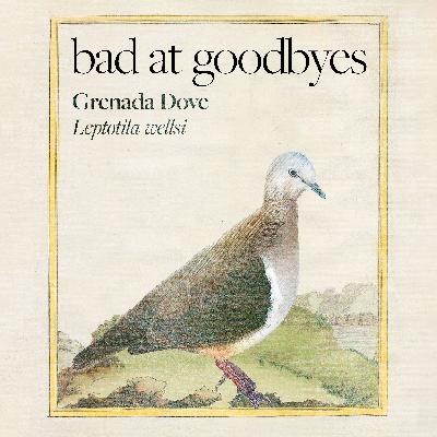 Grenada Dove