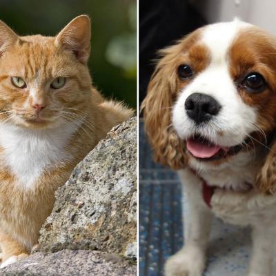 Which One? Episode 1: Are Cats Better than Dogs?