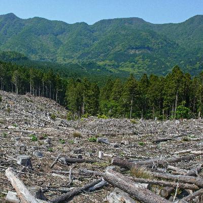 6 - Climate Change - One Life One Tree - Reforestation Carbon Capturing 6 - Climate Change - One Life One Tree - Reforestation Carbon Capturing