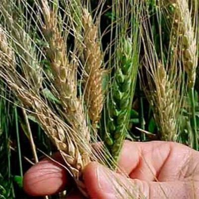 Paciencia con la cizaña...