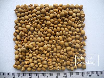 Coix Seeds Yi Yi Ren 薏仁米