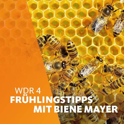 Frühlingstipps mit Biene Mayer: Beewashing