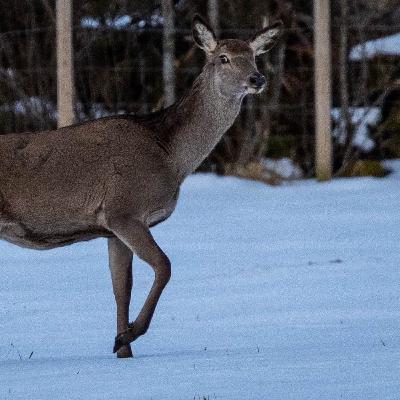 Forvaltning del 1 - Røyr ikkje hjorten min! Forvaltning del 1 - Røyr ikkje hjorten min!