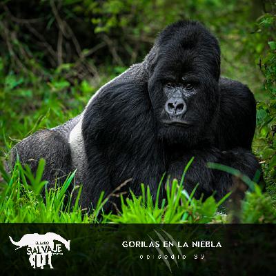 Gorilas En La Niebla (con Nancy Loya)