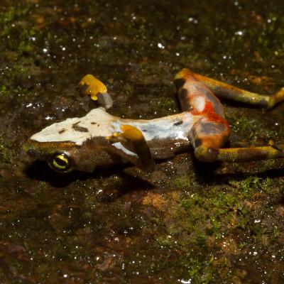 Ep 42: Fatal Fungus