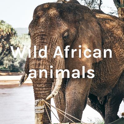 Elephants
