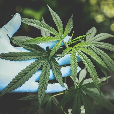 Anvisa libera produção de cannabis medicinal no Brasil Anvisa libera produção de cannabis medicinal no Brasil