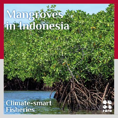 Preserving mangroves in Indonesia