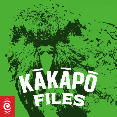 Kākāpō - night parrot Kākāpō - night parrot