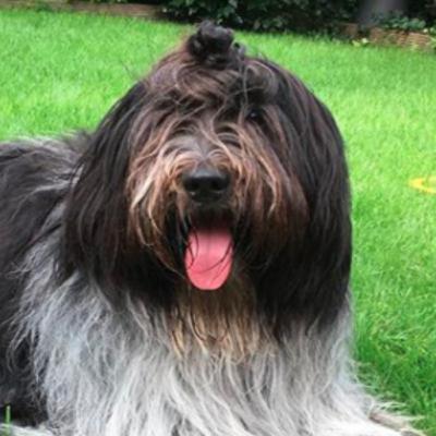 Hallo, met de urinerende beste vriend van Pavlov Hallo, met de urinerende beste vriend van Pavlov