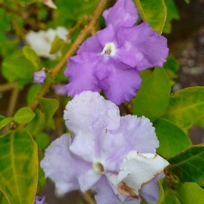 Keutamaan Sifat Ikhlas Keutamaan Sifat Ikhlas