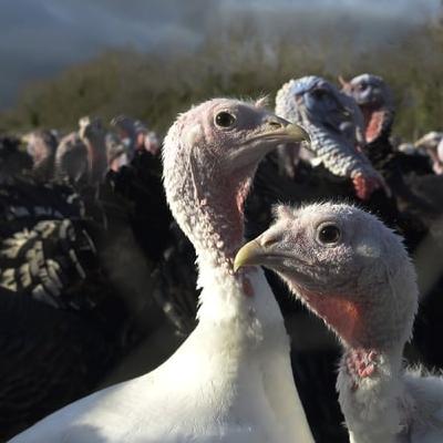 IFA calls for 'laser-like focus' on biosecurity amid bird flu cases