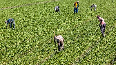 Changes in H2A Program Changes in H2A Program