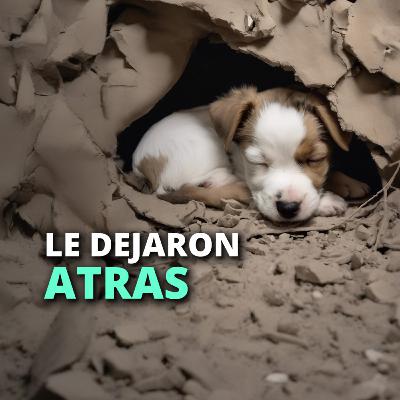 Cuando la guerra comenzó, todos se fueron y este perrito quedó solo