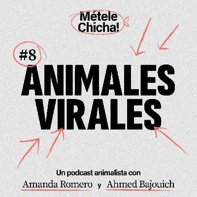 Métele chicha - Animales virales Métele chicha - Animales virales
