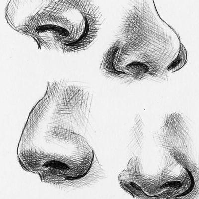 The Respiratory System The Respiratory System