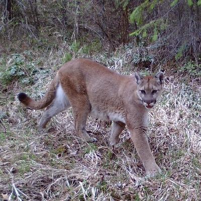 Bonus: Jillian Garrett on the Cougar and Bear Petition from All The Usual Suspects Bonus: Jillian Garrett on the Cougar and Bear Petition from All The Usual Suspects