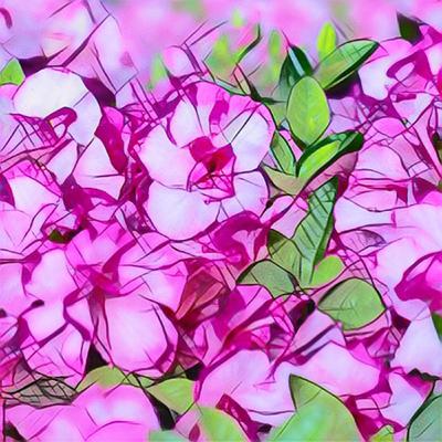 Episode 14-2025 Fresh Cultivars to Brighten Your Garden