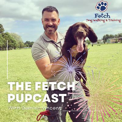 Episode 33: How To Prepare Your Dog For Fireworks