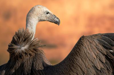 SHORT: Why are vultures sometimes called "the soap of the savanna?"