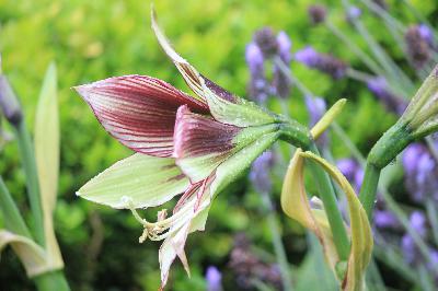 Australia's oldest community garden part 4