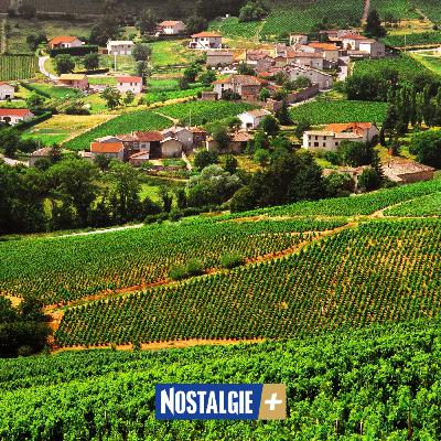 Le Beaujolais : richesse, diversité et gourmandise d’un vignoble unique