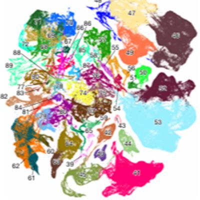 Transcriptomic and spatial organization of telencephalic GABAergic neurons