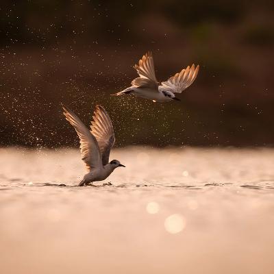 A INTEGRAÇÃO DE HABILIDADES EVOLUTIVAS