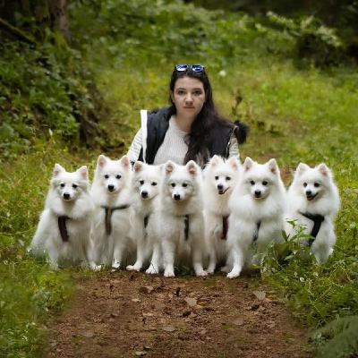 42. Spitz japonnais : tout savoir avant d’adopter (avec une éleveuse passionnée) 42. Spitz japonnais : tout savoir avant d’adopter (avec une éleveuse passionnée)