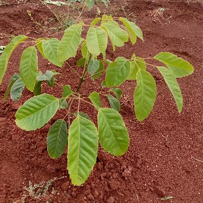 Diálogo com Sandra Santos sobre Sustentabilidade, cidadania e arborização em Cordeirópolis