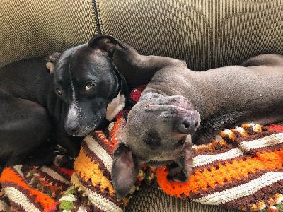 🎧 Crypto & Pit Bulls >>> The Pity Par-tay!