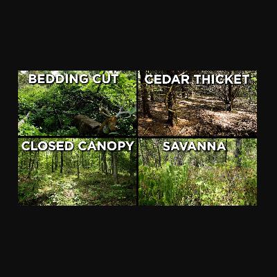 What is the Best Cover for Whitetail Deer?! Land Beat Q&A