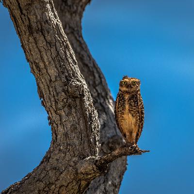 Könyvajánló - Fehér Klára: Mi, ​szemüvegesek (Sz. Szonja 7.b)