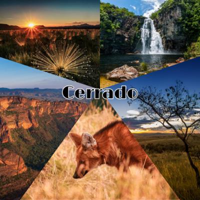 As riquezas do cerrado e sua extinção