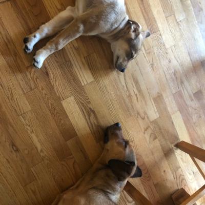 A Pawfect Pawcast  (Trailer)