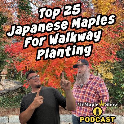 Top 25 Japanese Maples For Walkway Planting | MrMaple Show Podcast Top 25 Japanese Maples For Walkway Planting | MrMaple Show Podcast
