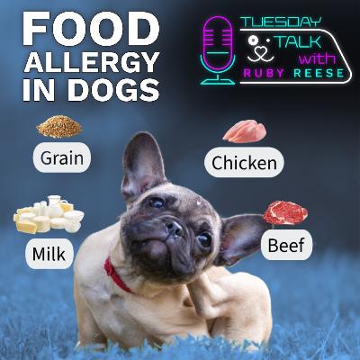 Understanding Food Allergies in Dogs