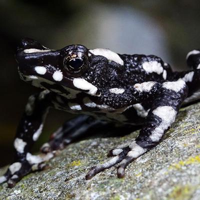 WILD - PODCAST ANIMALIERS # 157 - LA GRENOUILLE ARLEQUIN