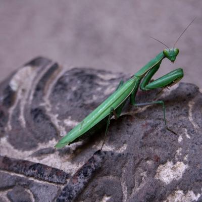 Utopie Active Utopie Active