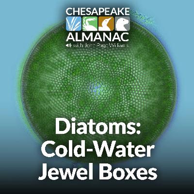 November: Diatoms - Cold-Water Jewel Boxes