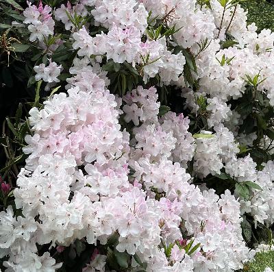 Episode 13: Garden Lovers Plant Fair, vegetable propagation, Rhododendrons