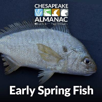 March: Early Spring Fish