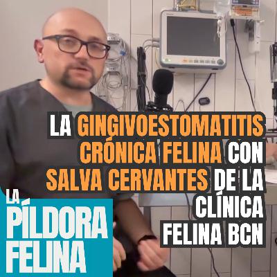 596. La GINGIVOESTOMATITIS CRÓNICA FELINA con SALVA CERVANTES de La Clínica Felina Barcelona 596. La GINGIVOESTOMATITIS CRÓNICA FELINA con SALVA CERVANTES de La Clínica Felina Barcelona